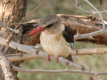 Brown-hooded Kingfisher