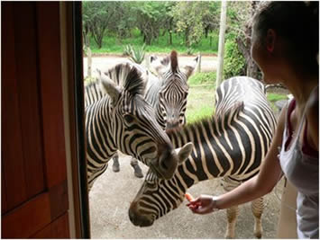guests feeding zebra from the kitchen door