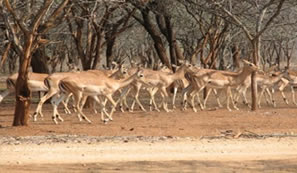 Impala