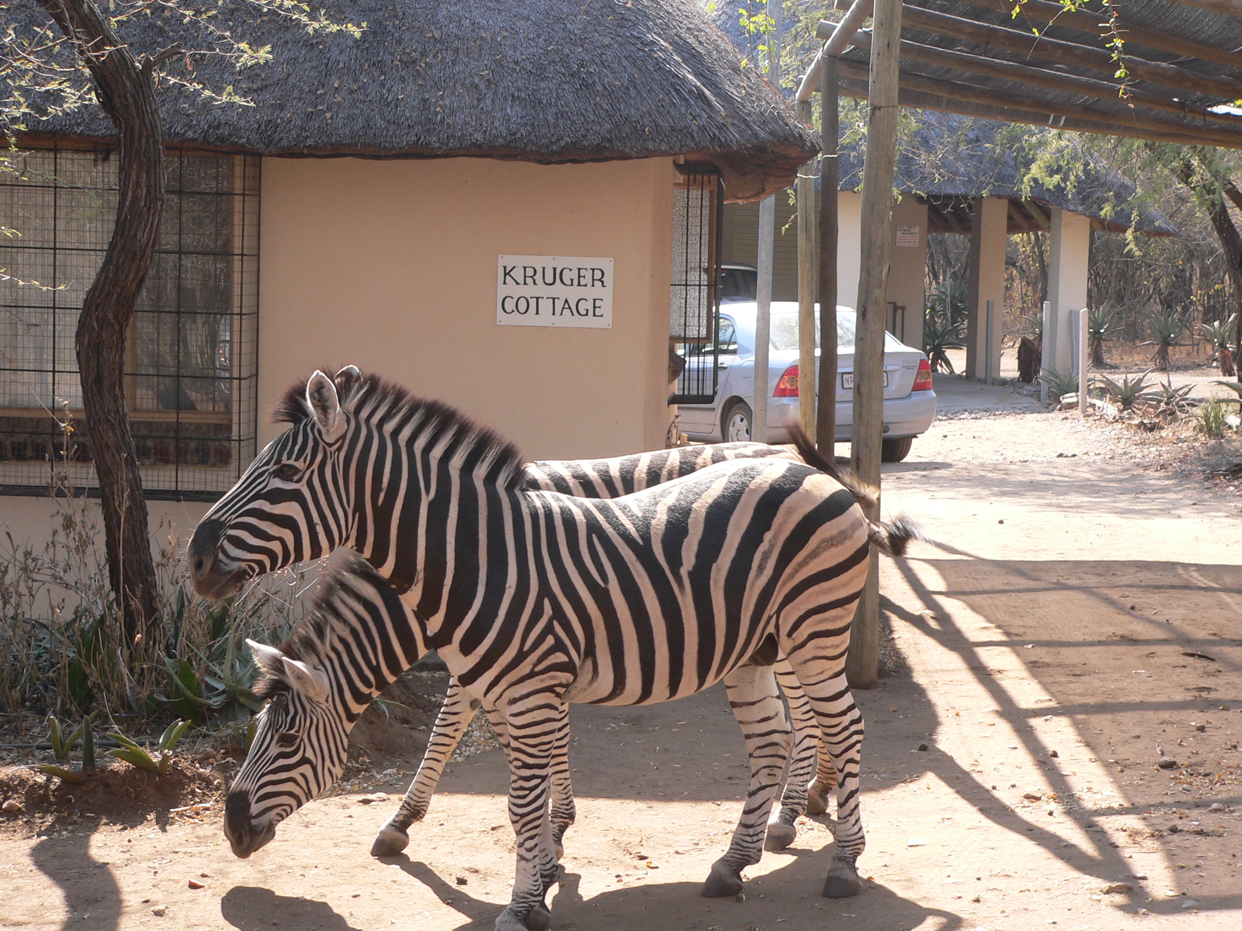 zebras