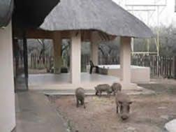 Warthogs pay a visit