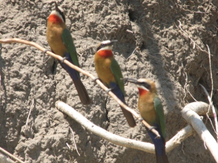 Bee-eaters